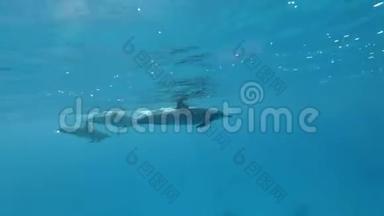 一群海豚在<strong>早晨</strong>的阳光下在蓝色的<strong>水面</strong>下游泳。 斯泰内拉·隆罗斯特里斯